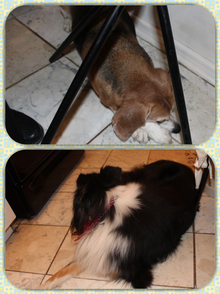 Gio (the Beagle) and Vinny (the Collie) waiting for their breakfast, as we enjoy our breakfast.