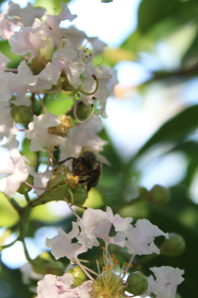 Bee enjoying nectar