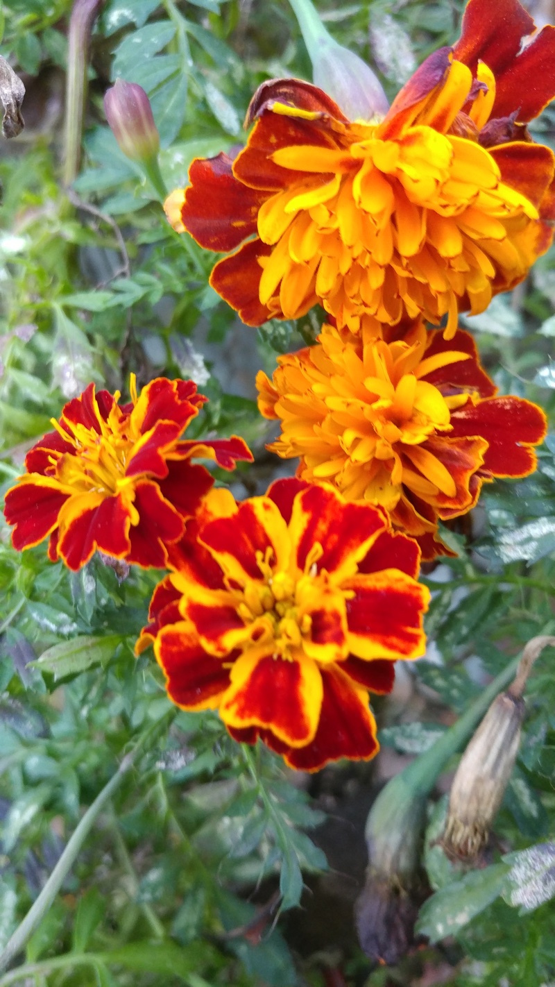 marigolds-of-fall