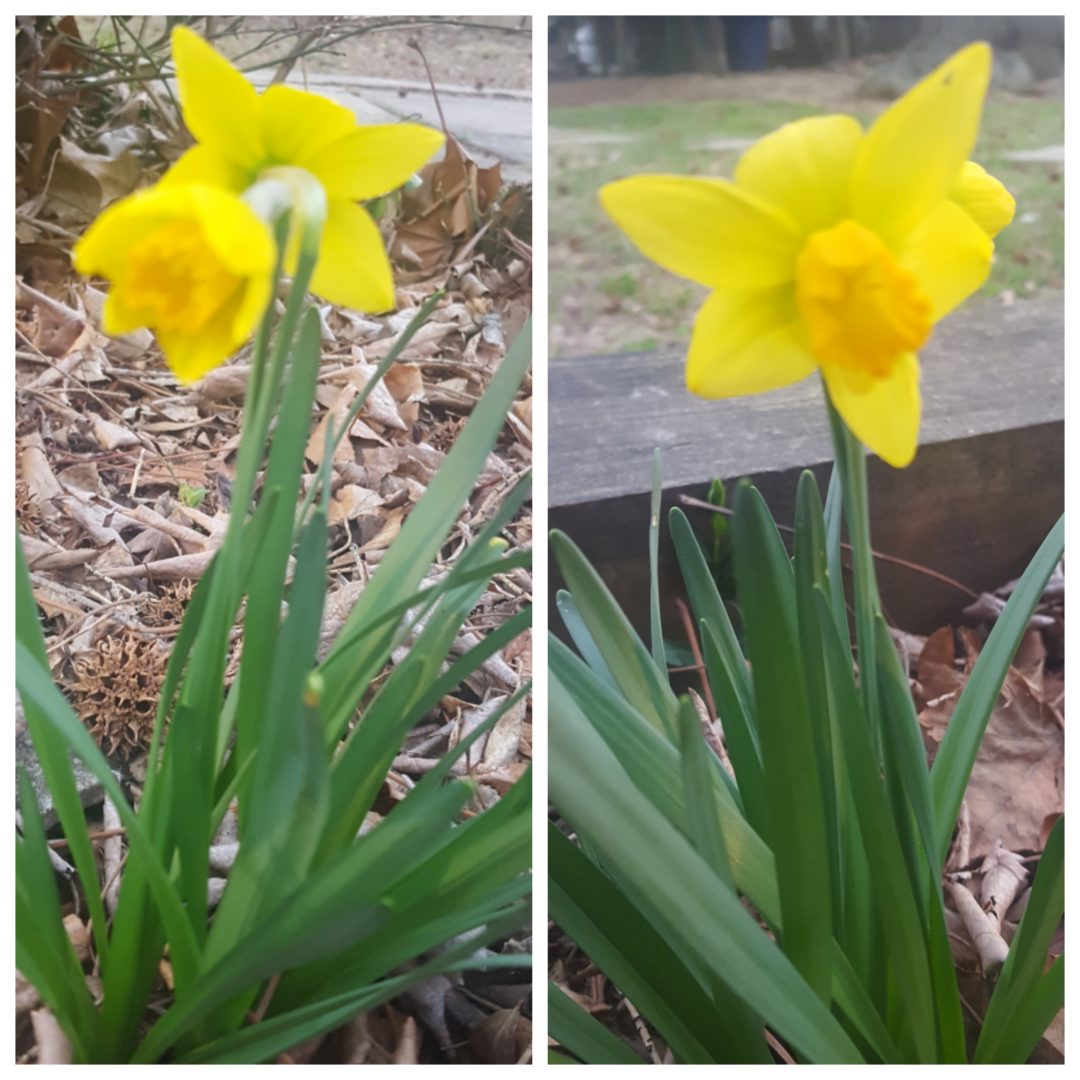 Daffodils in February! Bubbling with Elegance and Grace