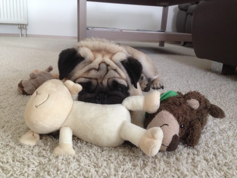 Practical Gifts For Dog Lovers That Make Ownership Easier Bubbling with Elegance and Grace